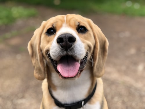 Family beagle at the center of a Timxel family account