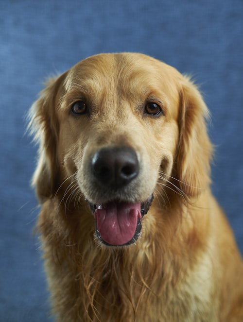 Golden retriever photo on a Timxel medical record