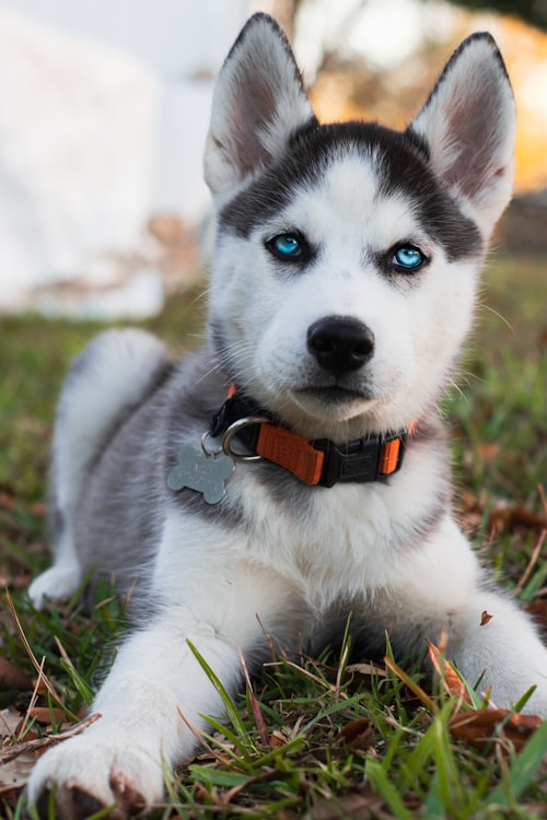 Husky puppy memory photo in a Timxel feed