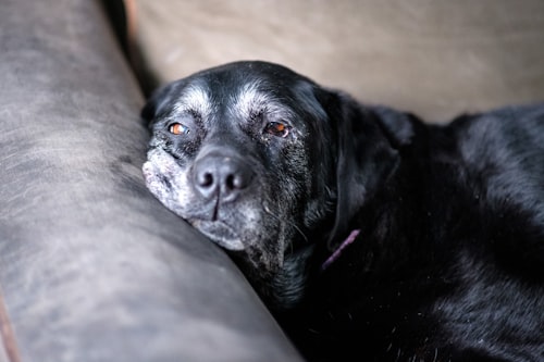 Senior dog photo on a Timxel medical record